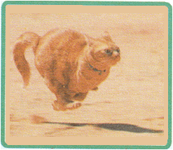 قطة وكلب